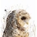 Owl watercolor art- Spotted Owl -print after original watercolor