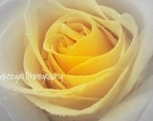 Misty Rose-Matted and Ready to Frame-Photography Print of Yellow Rose