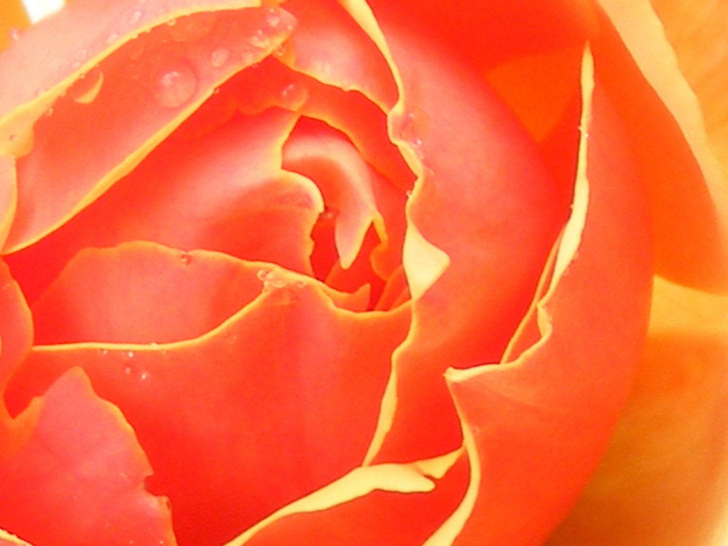 Firey Rose-Matted and Ready to Frame-Original Photography Print