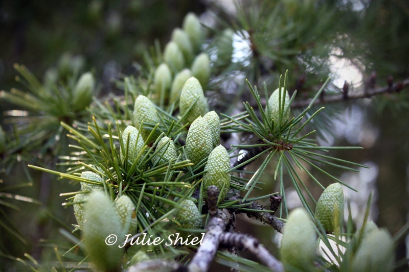 All in a Row - Pinecones on tree branches, bokeh 5x7 Art Photography, Green, white, gray, forest light Home Office Woodland Decor