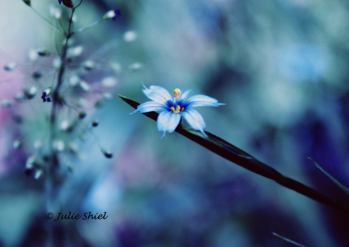 Beauty Within, 8x10 Fine Art Photography, Blue, Purple, Yellow, Blue-eyed grass, Iris, Soft Macro Nature Home Office Decor