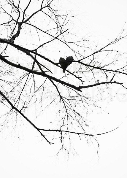 11X14 - Love Birds