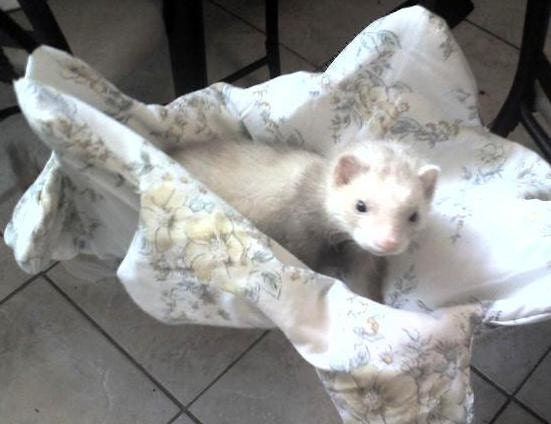 FERRET HAMMOCK-CUSTOM MADE-WHIT BACKROUND W\/YELLOW FLOWERS