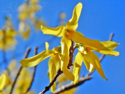 Nature Photography yellow Forsythia Photograph 5x5 botanical print Fine Art photography floral blue yellow garden - Ode to the Swedish Flag