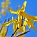 Nature Photography yellow Forsythia Photograph 5x5 botanical print Fine Art photography floral blue yellow garden - Ode to the Swedish Flag