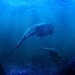 Collage photography under water photography 4x5 - geek wall art triops blue sea monster mixed media collage wall hanging - Cretaceous Ocean