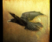 Raven Flight 3, 5x5 Fine Art Photographic Print