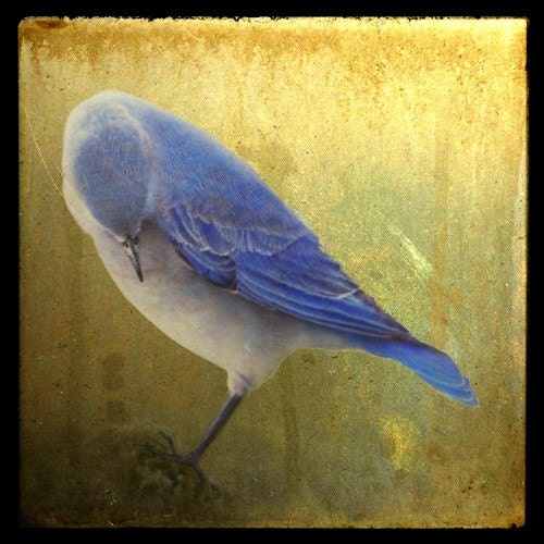 Bashful Bluebird, 5x5 Fine Art Photographic Print