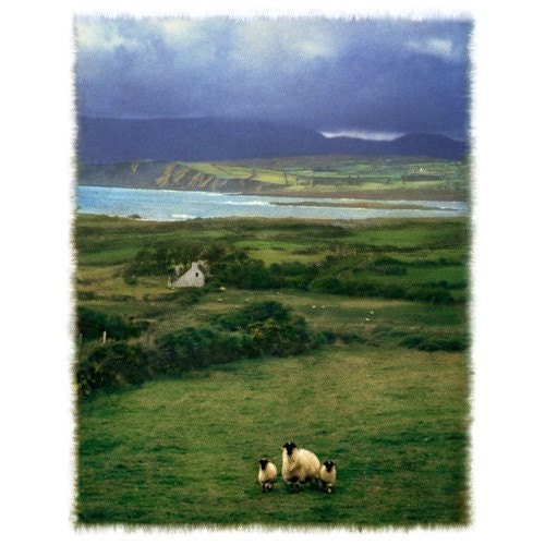 Three Sheep, Polaroid transfer composite matted to 8x10