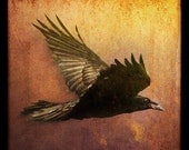 Raven at Sunset, mixed media photograph on panel FREE SHIPPING