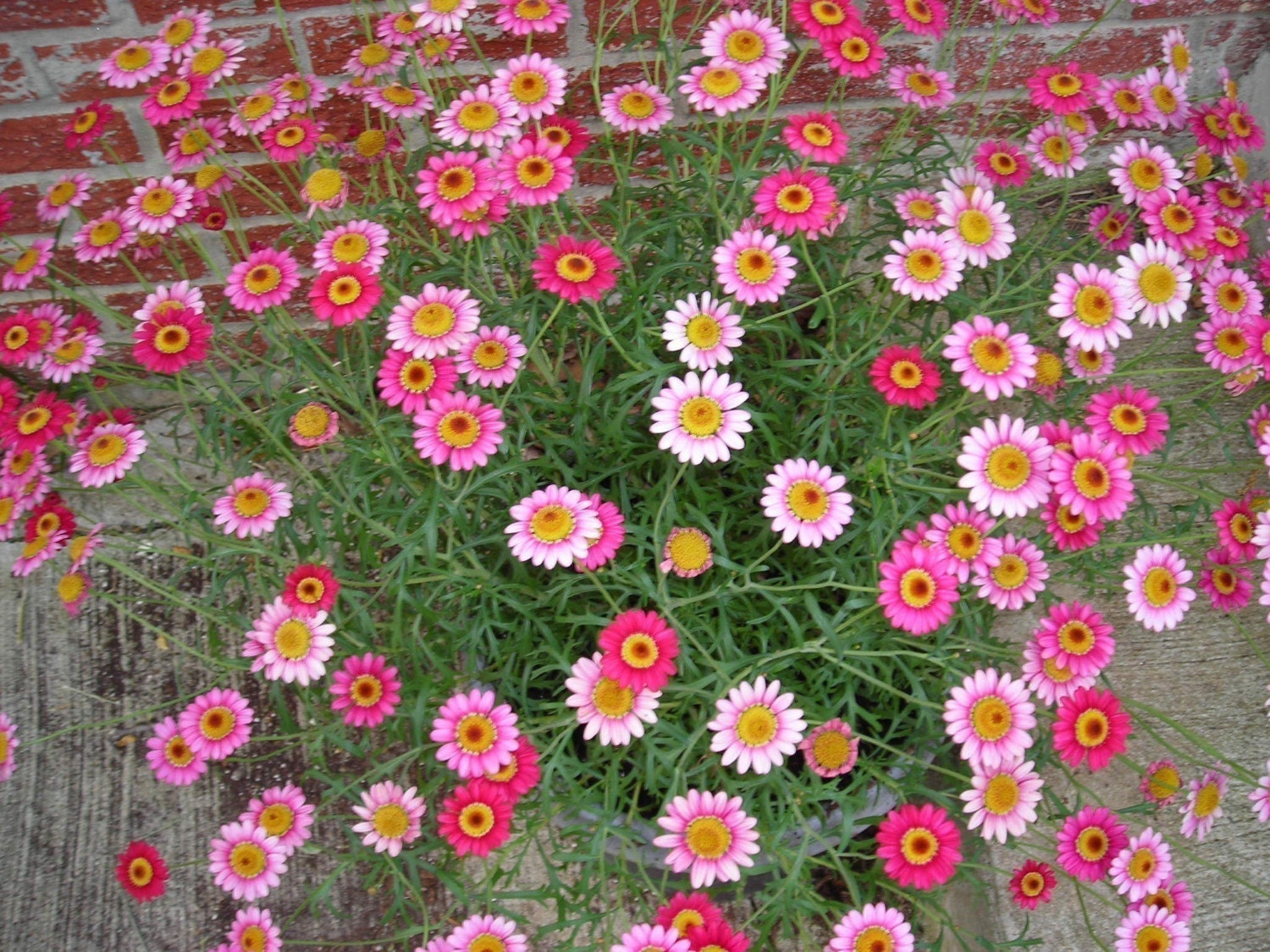 Pink Mexican Daisy Seeds to Plant a Fairy Garden
