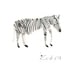 Zebra / Professional Digital Print / 8x11