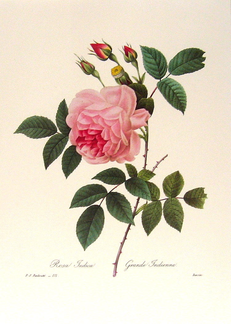 Rosa indica 2 1981 Large Vintage Colored Botanical Book Plate