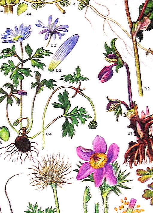 1970 Vintage Botanical Prints Ranunculus, Helleborus, Pasque Flower p9