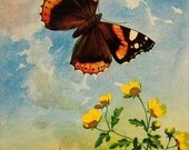 Vintage 1917 2 Sided Butterfly Book Plate Baltimore Red Admiral, Gray Comma