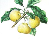 McLaughlin Plum 1984 Vintage Book Plate Naturalist Illustration