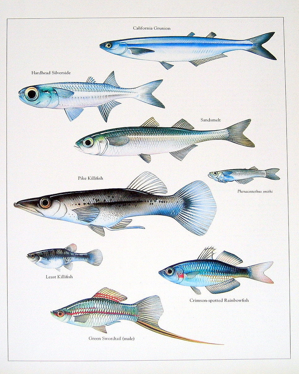 Fish Book