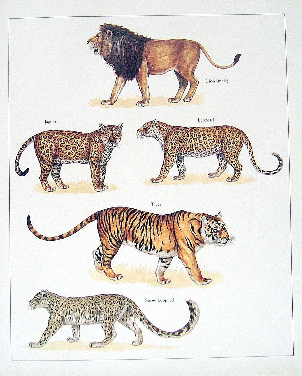 Leopard Vs Jaguar Size