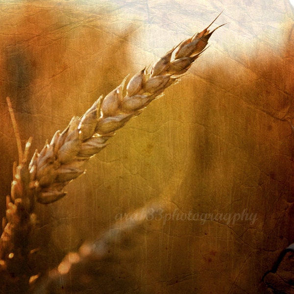 Rustic Photography, Landscape, Still Life Picture, Nature Photo, Brown, Amber, Gold, Wheat, Field, Farm, - 5x5 inch Print-Evening Harvest