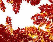 50% OFF SALE- Nature Photograph, Autumn Leaves, Orange, Rust, White, Fall Photography - 5x5 inch Print - Amber and Gold