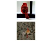 Red Wall Decor - Nature Pictures, Birds, Animal photography, Print Pack of Two 5x5 inch Red Cardinal Photos - "Cardinal Pair"