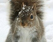 Animal Photography, Squirrel Photo, Winter Picture, Grey, White, Brown, Furry, Cute, Critter- 4x6 inch Print -Making Snowballs