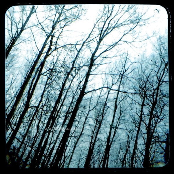 50% OFF SALE- Tree Photography, Nature Picture, Landscape Photo, TTV, Winter, Navy Blue, Home Decor - 5x5 inch Print -Waiting for Twilight