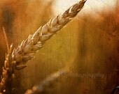 Nature Photography, Wheat Field Photo, Amber, Gold, Brown, Rustic Picture, Landscape, Large Wall Art - 20 x 20 inch Print -Evening Harvest