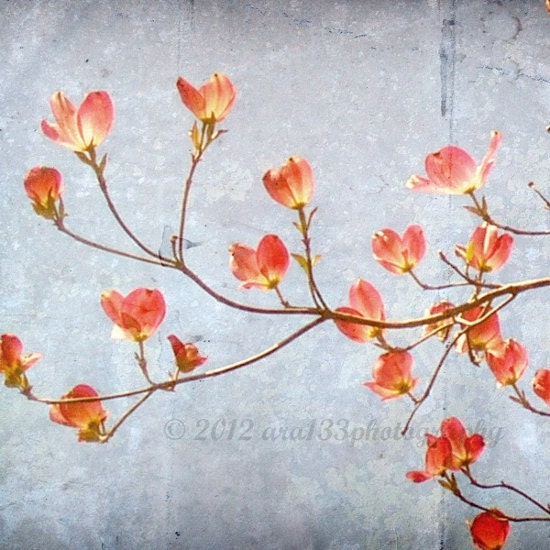 Nature Photography Flower Photograph Dogwood Branches - Pink and Blue Home Decor - 5x5 inch Photograph - Flourish