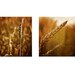 Rustic Home Decor, Autumn Photography, Nature Photographs, Landscape - Pack of two 5x5 inch Prints - "Evening Harvest and Standing Tall"