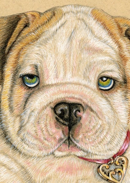 English Bulldog Giclee Art Print