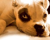 Art Pit Bull Dog Digital Painting