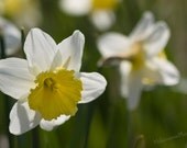 Bliss - Photo Greeting Card