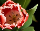Delicate Petals - Photo Greeting Card