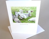 Greeting Card Lamb Country Life