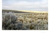 Photography Desert Sage Fine Art Original Print