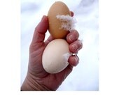 Photography Eggs Kitchen Art Home Decor Country Living Fine Art