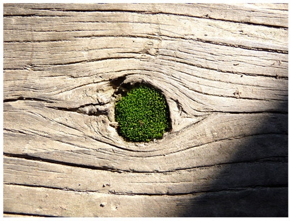 Fine Art Photography Moss Wood Nature