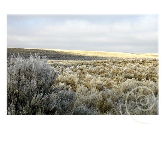 Photography Desert Sage Fine Art Original Print