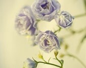 Shabby Chic Wall Decor, Soft Focus Photograph, Blue Flower Still Life  Photography