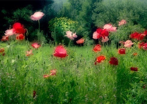 Red Poppy Photo Card, Poppy Garden Blank Card,Greeting Card, Flower Photography