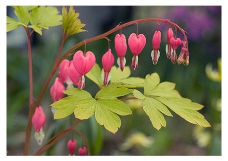 Bleeding Heart Photo Card, Valentine Flower Greeting Card, Mothers Day Card