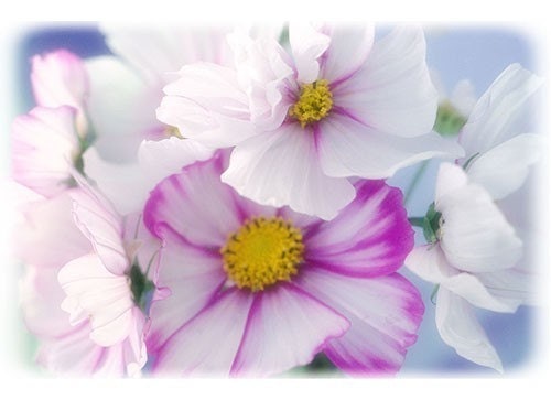 Cosmos, Fine Art Photo Greeting Card, Pink and White Flower Card