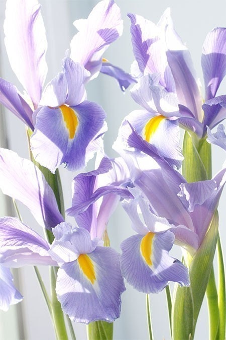 Purple Iris Greeting Card,, Mother's Day Card,, Iris Still Life Photograph