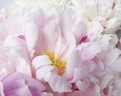 Pink Peony Card, Flower Card, Blank Greeting  Card, Mothers Day Card, Valentine Card