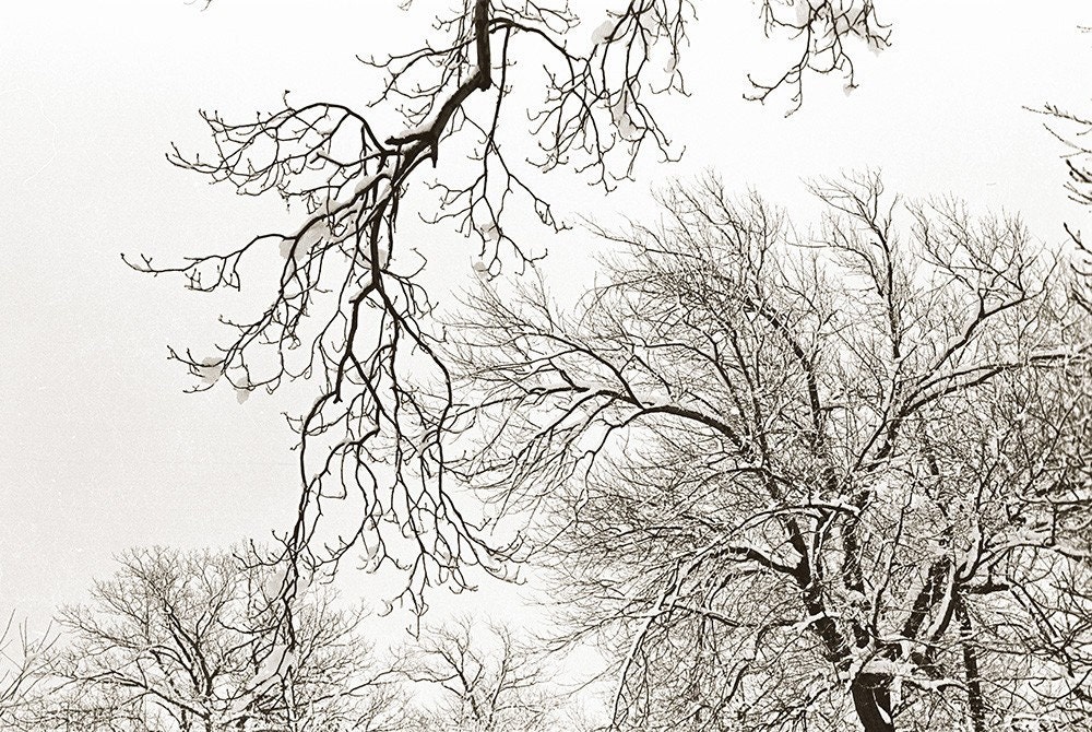 Black and White Snow Photograph, Fine Art Print  Snowy Branches, Winter Wall Decor, Monochromatic Landscape Holiday Decor