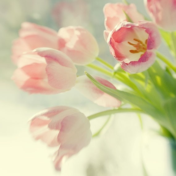 Pink Tulips Photograph, Color Still Life, Floral Art Print, Shabby Chic Home, Soft Focus