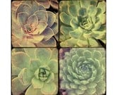 Mint Wall Decor, Set of Four Botanical Prints, Succulent Still Life Photographs, Green Roses