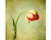 Botanical Print  Red Tulip Still Life Photograph,  French Country Wall Decor, Flower Photography