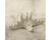 Star Fish  Photograph, Sea Shell Beach Decor,  French Country Home,  Nautical Wall Decor, Shabby Chic Home